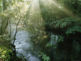 Sunlight Highlights a Small Creek in the Great Smokies, Tennessee Fotoprint van James P. Blair Sunlight Highlights a Small Creek in the Great Smokies, Tennessee Fotoprint van James P. Blair
