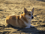 A Corgie on the Beach, Los Angeles, California, United States Photographic Print by Stacy Gold