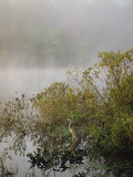 Great Blue Heron Waits for Breakfast near the Appalachian Trail, Lake Hebron, Maine Photographic Print