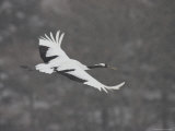 Japanese Red-Crowned Crane in Flight (Grus Japonensis) Photographic Print