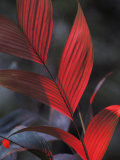 Sunlight Illuminates the Red Leaves of a Plant in Ecuador Photographic Print by Michael Nichols