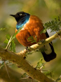 A Superb Starling Perched on an Acacia Tree Branch (Lamprotornis Superbus) Photographie par Roy Toft