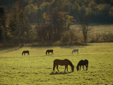 Horses Grazing in a Field, Tyringham, Massachusetts Photographic Print by Sam Abell