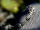 A Close View of a Lizard on a Rock Photographic Print by Raul Touzon