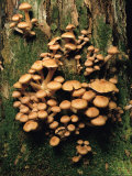 Cluster of Mushrooms Growing on a Moss-Covered Tree Trunk near Lonesome Lake, New Hampshire Photographic Print