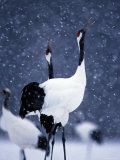 Pair Endangered Red-Crowned Cranes Calling in Snow (Grus Japonensis) Photographie par Roy Toft