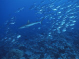 A School of Jack Fish Pursued by a Gray Reef Shark Photographic Print