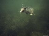 Nine-Banded Armadillo Swimming Underwater, Melbourne, Florida Photographic Print by Bianca Lavies