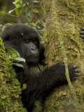 Young Mountain Gorilla Clings to Tree (Gorilla Gorilla Beringei) Photographic Print