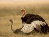 A Pair of Ostriches Mating (Struthio Camelus) Photographic Print