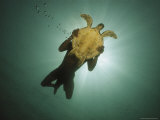 Underwater View of Swimmer and Turtle Silhouetted against the Sun Photographic Print