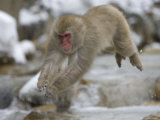 Japanese Macaque (Snow Monkey) Leaping in Air Photographic Print
