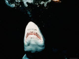Silky Shark's Head, Bahama Islands Photographic Print