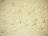 The Sandy Tracks of a Passing Seabird, Probably a Gull Photographic Print by Stephen St. John