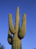 Giant Saguaro Cactus, Cereus Gigantea Photographie par Rich Reid