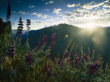 Lupines on Mountainside and Sunlight Over Distant Ridge Photographic Print