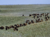 Herd of American Bison Gallop Down a Grassy Slope, Fort Niobrara National Wildlife Refuge, Nebraska Photographic Print by James P. Blair