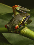 Red-Eyed Tree Frog, Central America Photographic Print by Steve Winter