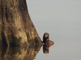 Mink Pauses at the Base of a Tree, Atchafalaya Basin, Louisiana Photographic Print