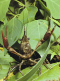 Crayfish Waving Its Pincers, Atchafalaya National Wildlife Refuge, Louisiana Photographic Print