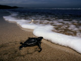 Newly Hatched Leatherback Turtle Crawling into the Surf, Playa Grande Beach, Costa Rica, Photographic Print
