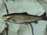 A Brook Trout, Salvelinus Frontinalis, Lying on a Flat Stone Photographic Print