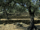 Terraced Stone Walls Support Olive Trees on the Hillside, Cadaques, Spain, Europe Photographic Print by Stacy Gold
