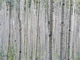 A Grove of Aspen Trees Outside Aspen, Colorado Photographic Print