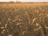 Canadian Wild Rye Photographic Print
