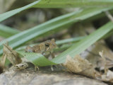 A Toad Sits on the Forest Floor Amidst Leaves and Grass Photographic Print