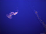 A Jellyfish Floats in Bright Blue Ocean Water Lámina fotográfica
