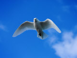 An Ivory Gull Flys in Spitsbergen, Norway Photographic Print