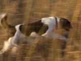 An English Springer Spaniel Runs Through the Grass Photographic Print