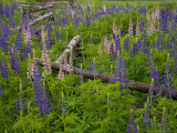 Lupines Grow Around a Fence on Prince Edward Island, Canada Photographic Print