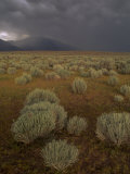 Thunderstrom and Sage near Bishop, California Photographic Print by Phil Schermeister