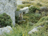 A Marmot Standing Next to His Hole Photographic Print