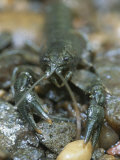 A Crayfish in Rock Creek Lámina fotográfica
