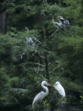 A Pair of Nesting Great Egrets, Southern Georgia Photographic Print