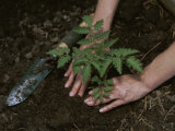 A Woman Plants a Tomato Plant in Her Garden Photographic Print