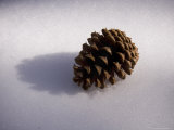 A Close View of a Ponderosa Pine Cone, Bryce Canyon National Park, Utah Photographic Print