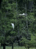 A Pair of Nesting Great Egrets, Southern Georgia Photographic Print