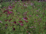 A Field of Cosmos Flowers Photographie