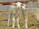 Pair of Targhee Lambs near Cascade, Montana, USA Photographic Print by Chuck Haney