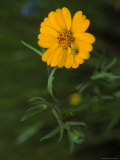 Spider Crawls on a Petal of an Orange Marigold Flower, Sequoia National Park, California Photographic Print
