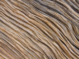 The Bark of a Pine is Sandblasted Smooth Exposing the Wavy Woodgrain, Bryce Canyon National Park, U Lámina fotográfica