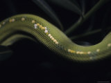 A Close View of an Immature Green Tree Python's Scales Photographic Print by Taylor S. Kennedy