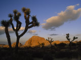 Joshua Trees in Joshua Tree National Park, California Photographic Print by Phil Schermeister