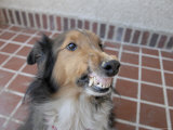 A Sheltie Snarls at the Cameragraph Photographic Print