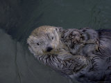 A Sea Otter Gazes at the Camera Lámina fotográfica