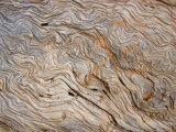 The Bark of Pine is Sandblasted Smooth Exposing the Wavy Woodgrain, Bryce Canyon National Park, UT Photographic Print by Taylor S. Kennedy